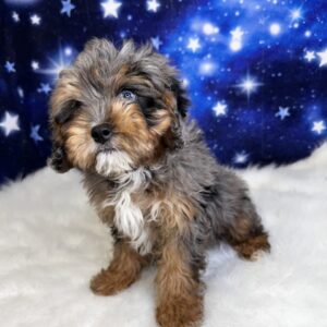 comet-300x300 Comet (Male) Cavapoo