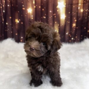 heathcliff-300x300 Heathcliff (Male) Havanese