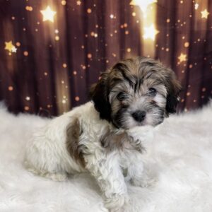 heather-300x300 Heather (Female) Havanese