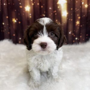 heidi-300x300 Heidi (Female) Havanese
