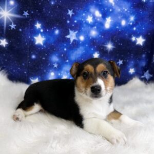 jacob-300x300 Jacob (Male) Jorgi