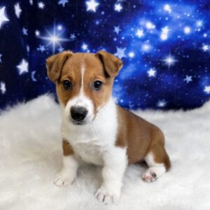 jayden-300x300 Jayden (Male) Jorgi