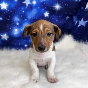 jeffery-300x300 Jeffery (Male #2) Jack Russell