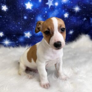 jerry-300x300 Jerry (Male #2) Jack Russell