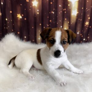 jet-300x300 Jet (Male) Jorgi