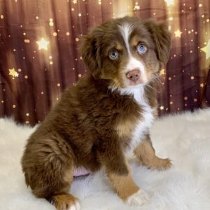 lden-300x300 Alden (Male #1) Australian Shepherd