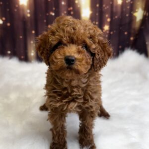 patience-300x300 Patience (Female) Miniature Poodle