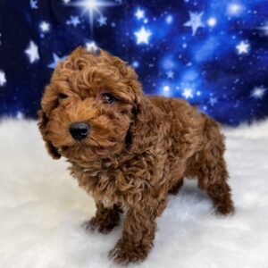 pauly-300x300 Pauly (Male) Miniature Poodle
