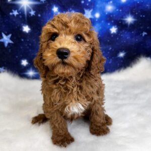 pedro-300x300 Pedro (Male) Miniature Poodle