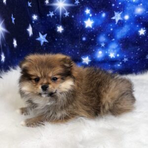 penelope-300x300 Penelope (Female) Pomeranian