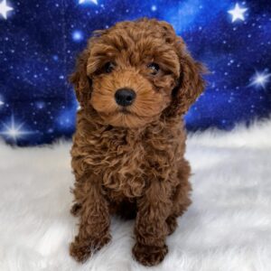 peyton1-300x300 Peyton (Male) Miniature Poodle