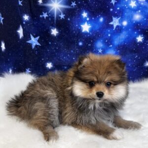 pierre-300x300 Pierre (Male) Pomeranian