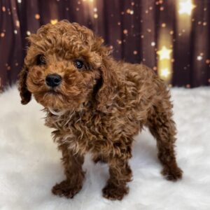 polo1-300x300 Polo (Male) Miniature Poodle