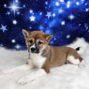 santiago-300x300 Santiago (Male #1) Shiba Inu SALE $1499.99