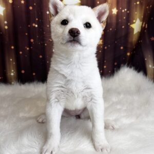 savanah-300x300 Savanah (Female #2) Shiba Inu SALE $999.99