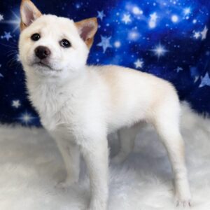 serenity-300x300 Serenity (Female #1) Shiba Inu SALE $999.99