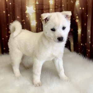 sienna-300x300 Sienna (Female #3) Shiba Inu SALE $999.99