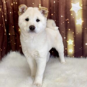 simone-300x300 Simone (Female #3) Shiba Inu SALE $999.99