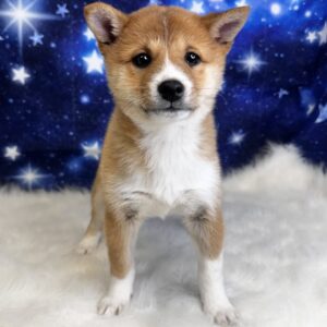 skylar-300x300 Skylar (Female #1) Shiba Inu SALE $1499.99