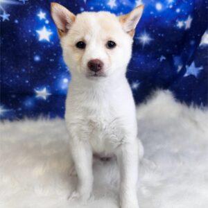 stelah-300x300 Stelah (Female #1) Shiba Inu SALE $999.99