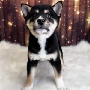 teven-300x300 Steven (Male #2) Shiba Inu SALE $1499.99