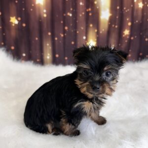 yoda-300x300 Yoda (Male) Yorkshire Terrier
