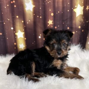 yoshi-300x300 Yoshi (Male) Yorkshire Terrier