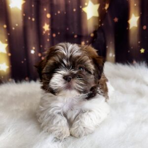 IMG_3033-960x1169-1-300x300 Shelly (Female #1) Shih Tzu