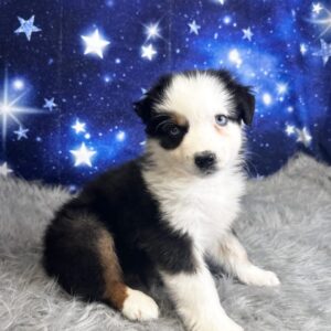 abbie1-300x300 Abbie (Female#4) Australian Shepherd
