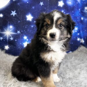 agatha-300x300 Agatha (Female#4) Australian Shepherd