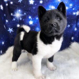 alaina1-300x300 Alaina (Female) Akita