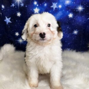 alanis-300x300 Alanis (Female #1) Aussiedoodle