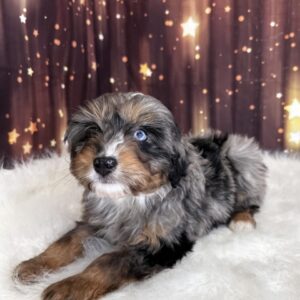 alfie-300x300 Alfie (Male #1) Aussiedoodle