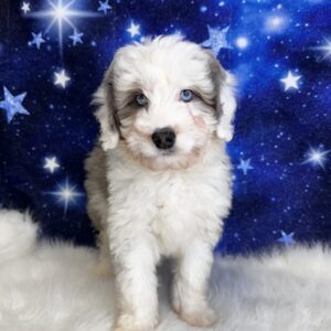 alvin2-300x300 Alvin (Male #1) Aussiedoodle