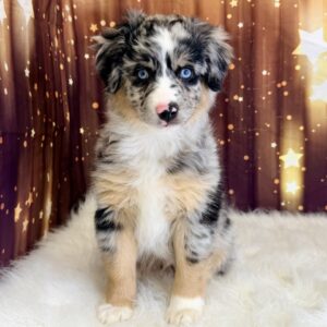 amir-300x300 Amir (Male #2) Australian Shepherd