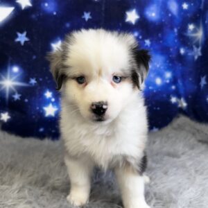 amos-300x300 Amos (Male#4) Australian Shepherd