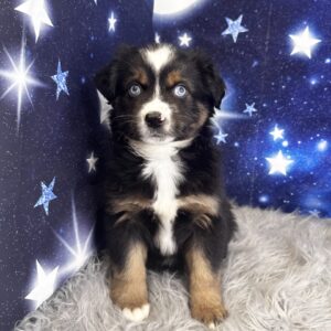 andre2-300x300 Andre (Male#4) Australian Shepherd