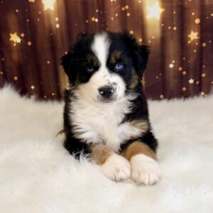 andy-300x300 Andy (Male#4) Australian Shepherd