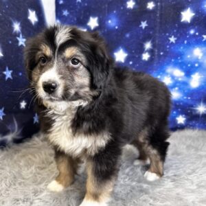 anne-300x300 Anne (Female#4) Australian Shepherd