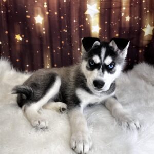 antana-300x300 Santana (Male) Siberian Husky