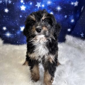 apple-300x300 Apple (Female #1) Aussiedoodle