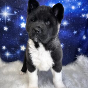 archy-300x300 Archy (Male) Akita