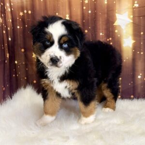 art-300x300 Art (Male#3) Australian Shepherd