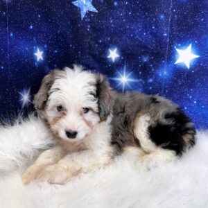 aster-300x300 Aster (Female #1) Aussiedoodle