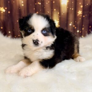 augusta-300x300 Augusta (Female#4) Australian Shepherd