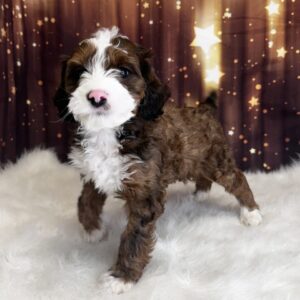 barney-300x300 Barney (Male) Bernapoo