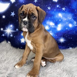 belinda-300x300 Belinda (Female) Boxer