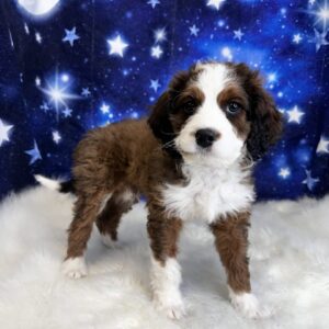 bobby-300x300 Bobby (Male) Bernapoo