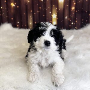 boone-300x300 Boone (Male) Bernapoo