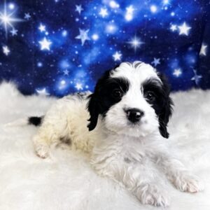 boyd-300x300 Boyd (Male) Bernapoo